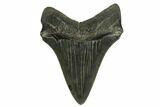 Serrated, Fossil Megalodon Tooth - Beautiful Preservation #173898-1
